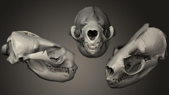 Anatomy of skeletons and skulls (ANTM_0229) 3D model for CNC machine